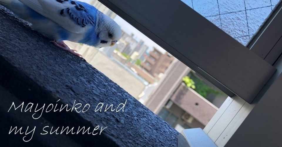 迷インコと僕の夏 Day1 Koki Note