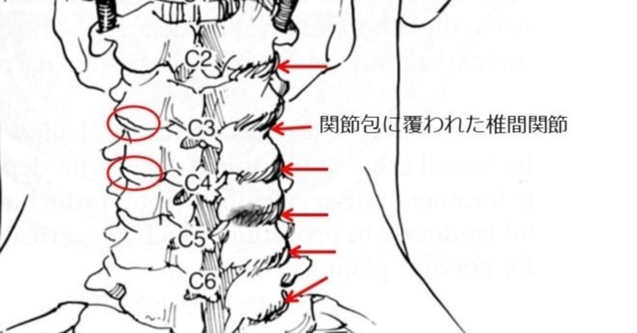 脊椎の構造と機能 理学療法士 A Y Note