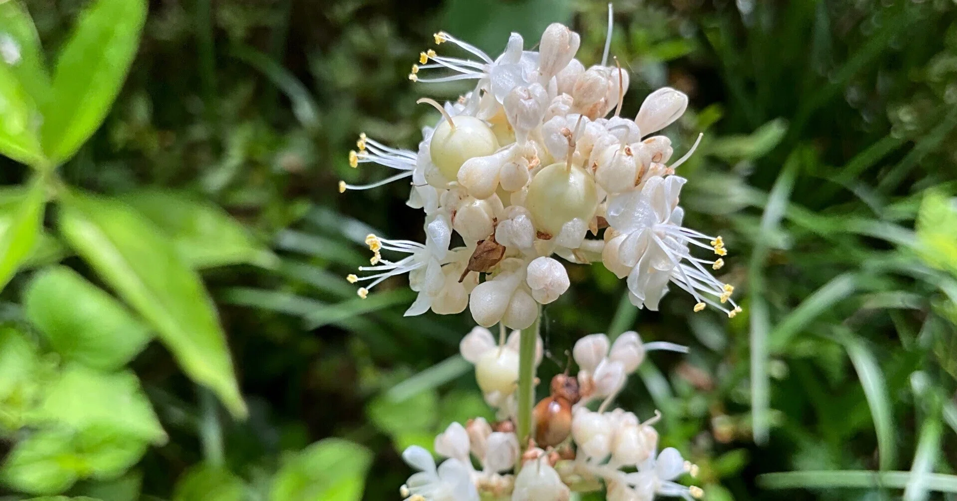 ヤブミョウガ（藪茗荷）（京都府立植物園）：2026年7月19日（日