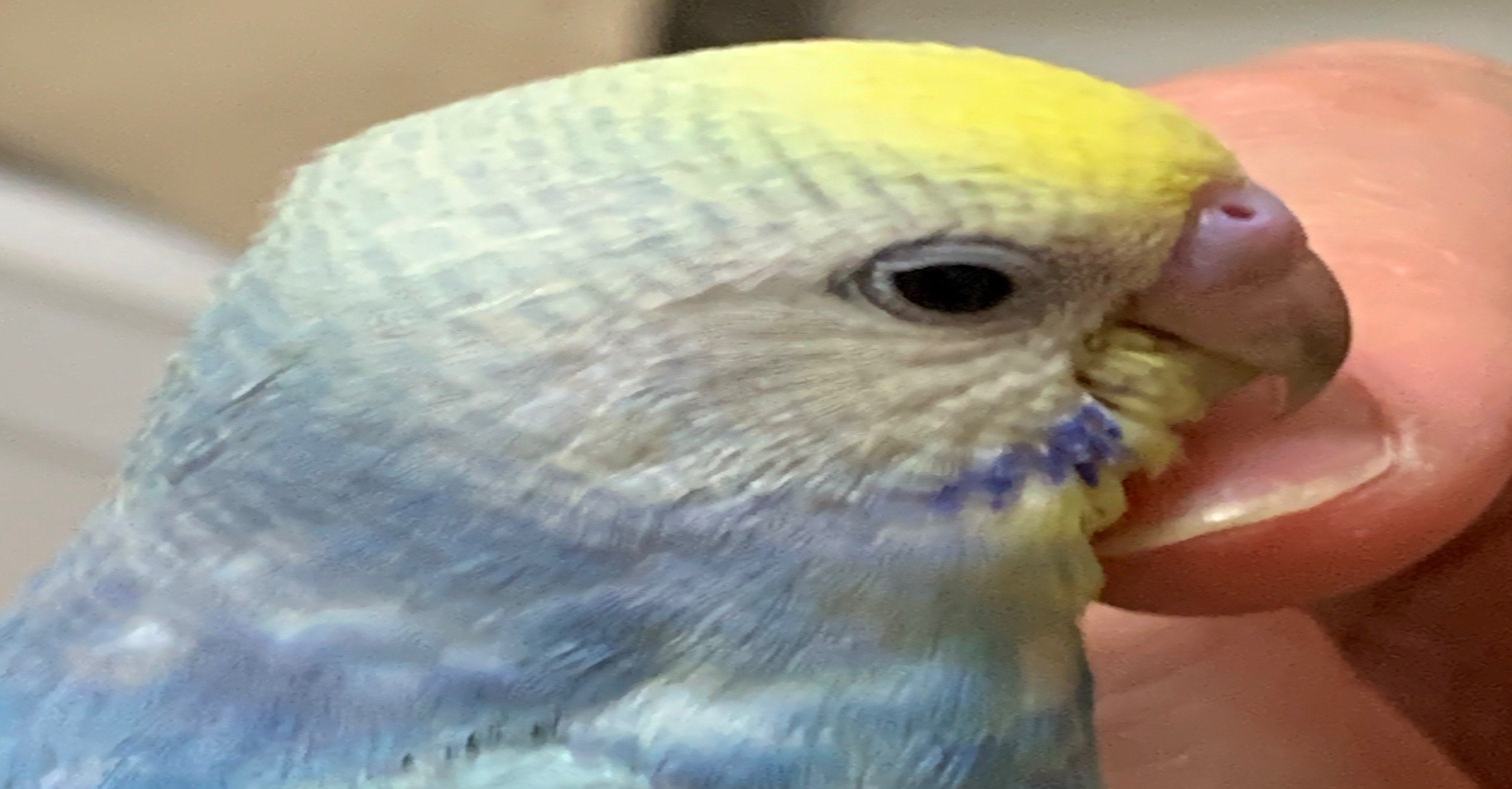 インコと過ごした1ヶ月 ららにゃん Note