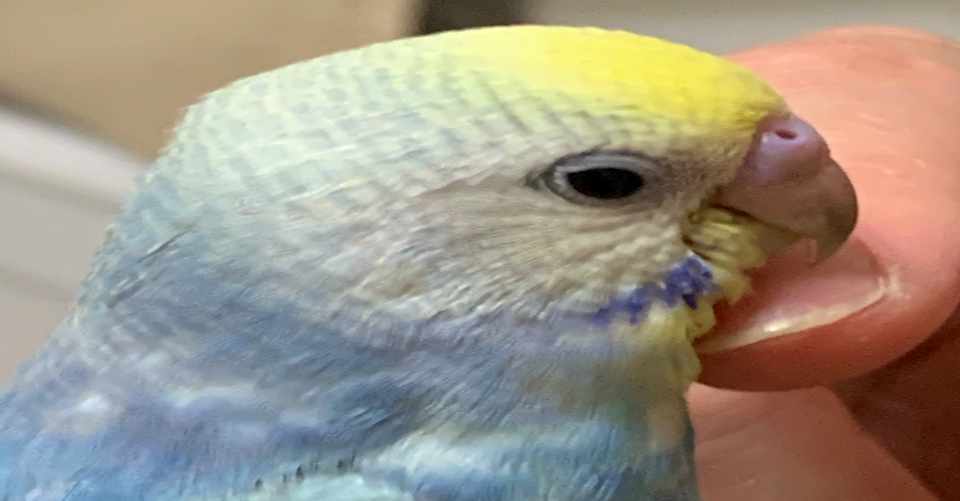 インコと過ごした1ヶ月 ららにゃん Note