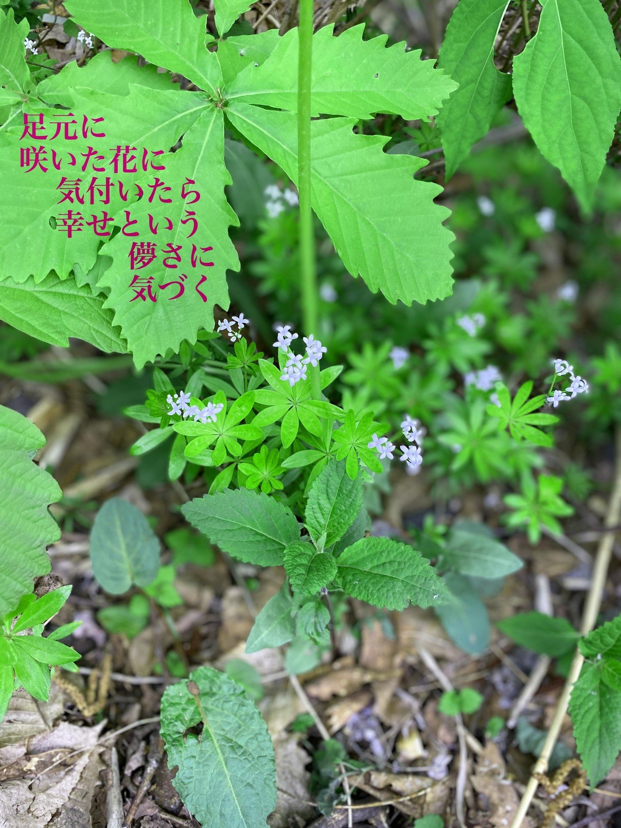 幸せの意味