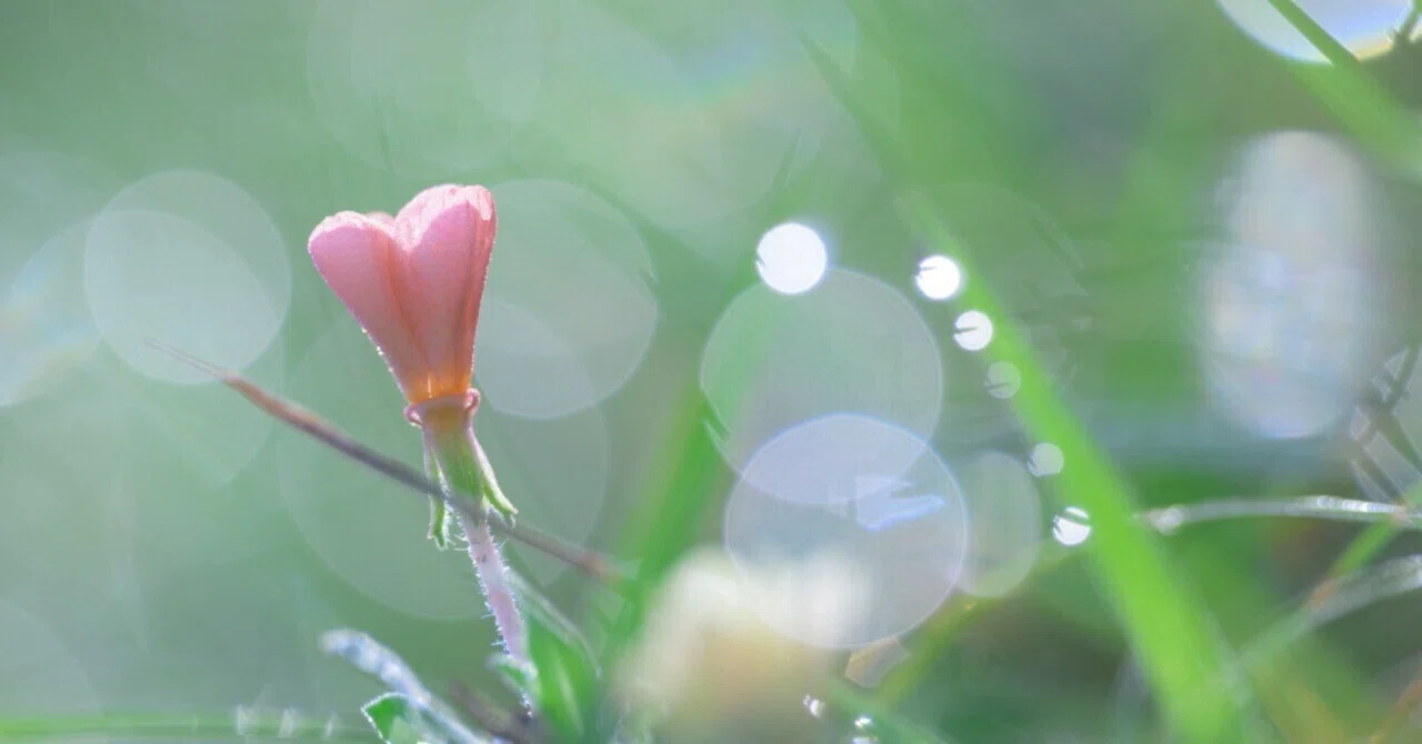 夏の写活は、朝6時半で限界です。｜ほびマガ