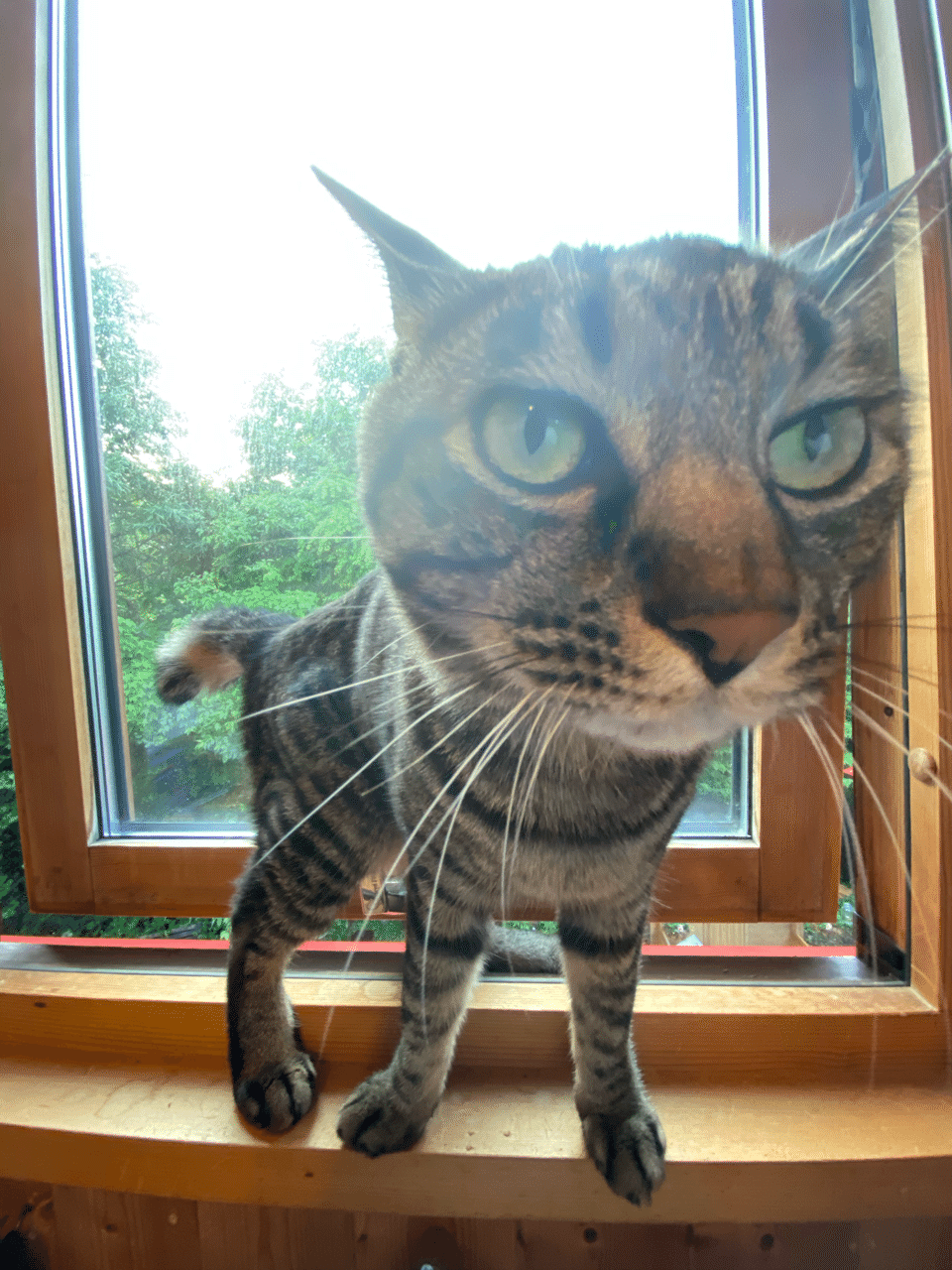 猫はドアップで丸くなる Nao Note 猫はドアップで丸くなる Nao Note