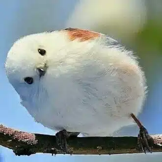 burode