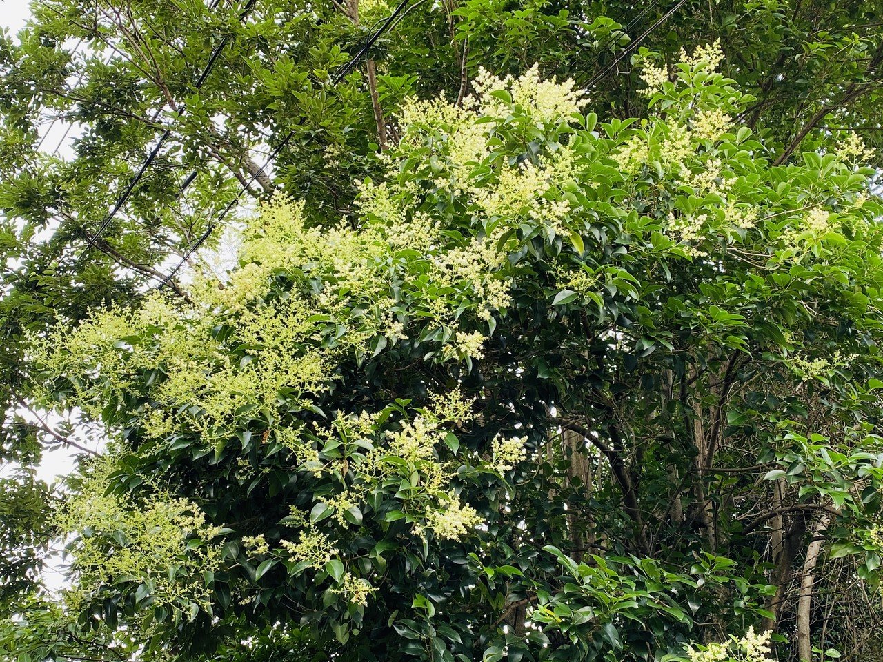 木実の名は 10 トウネズミモチっていい香りなんだけど要注意外来生物らしい さとなお 佐藤尚之 Note 木実の名は 10 トウネズミモチっていい香りなんだけど要注意外来生物らしい さとなお 佐藤尚之 Note