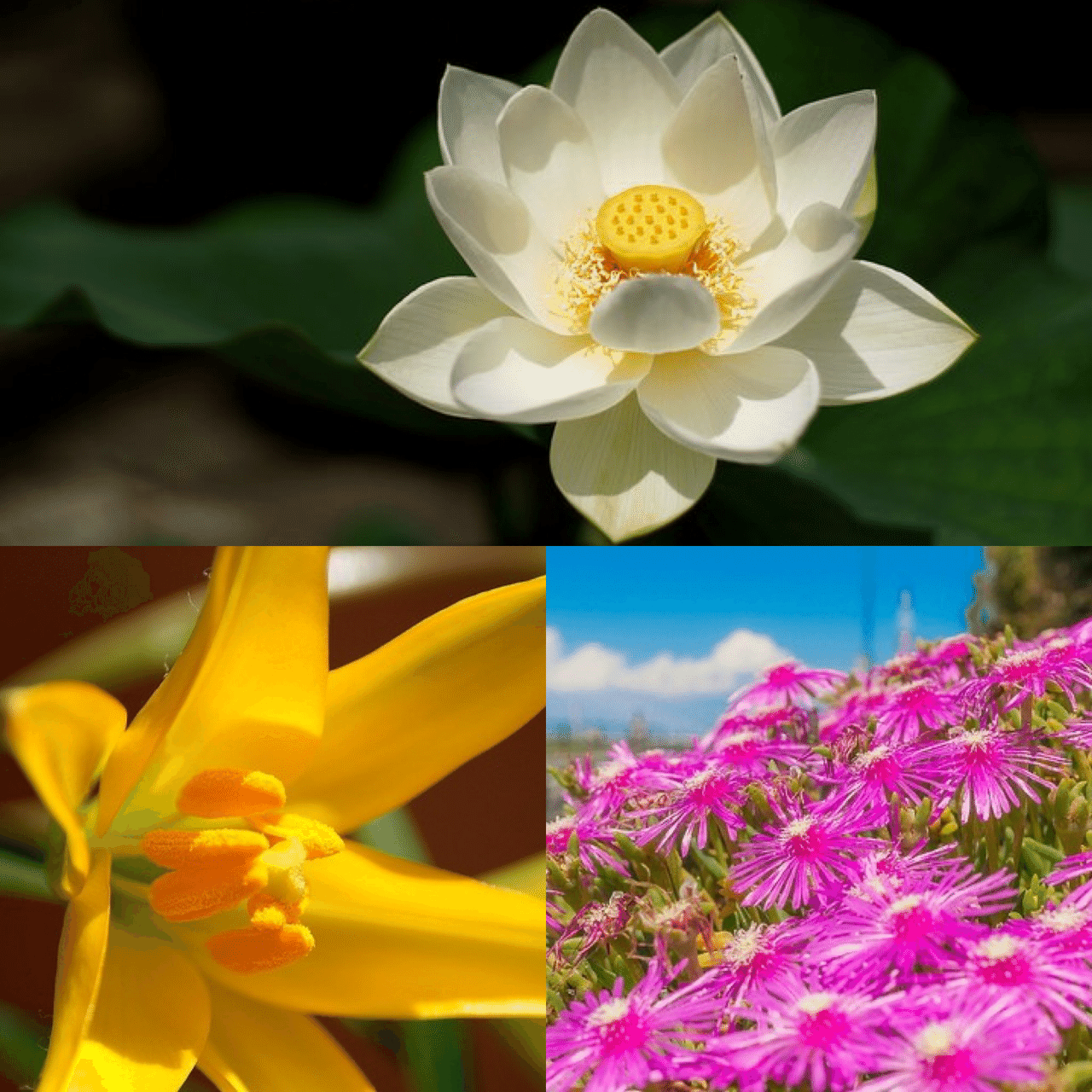 7月3日お誕生日の方おめでとうございます 今日の誕生花の花言葉は ハス 清らかな心 神聖 離れゆく愛 雄弁 ヒメユリ 誇り マツバギク 怠惰 怠け者 勲功 今日も素敵な1日になりますように Monstera18 Note