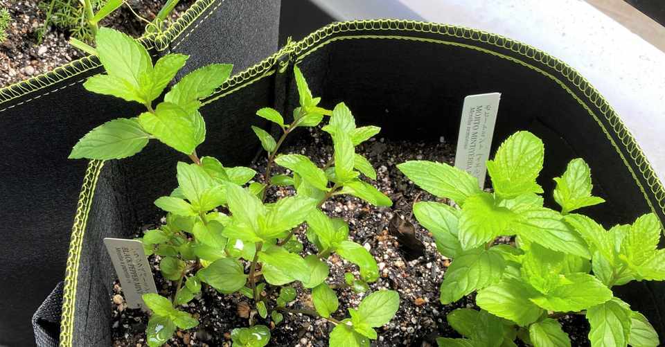 メディカルハーブを育てませんか 1 プランターはダントツ不織布がおすすめ Miho Yoshida 建築士 おうち健康学 Note