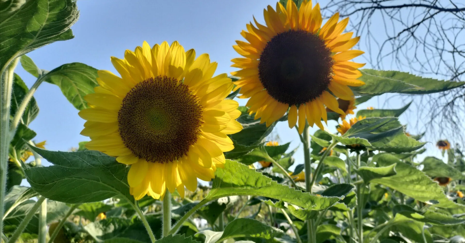 向日葵に寄せる想い mon cœur qui se reflète aux tournesols ｜Mitsu