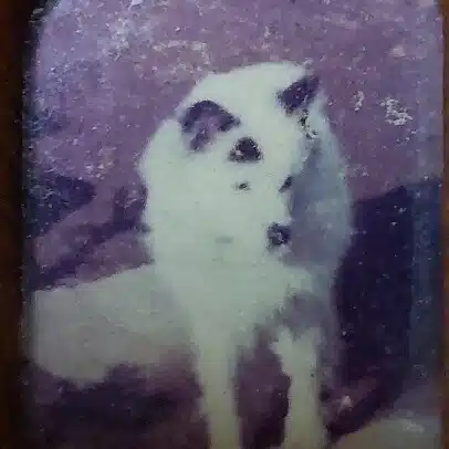 Shiro