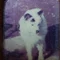 Shiro