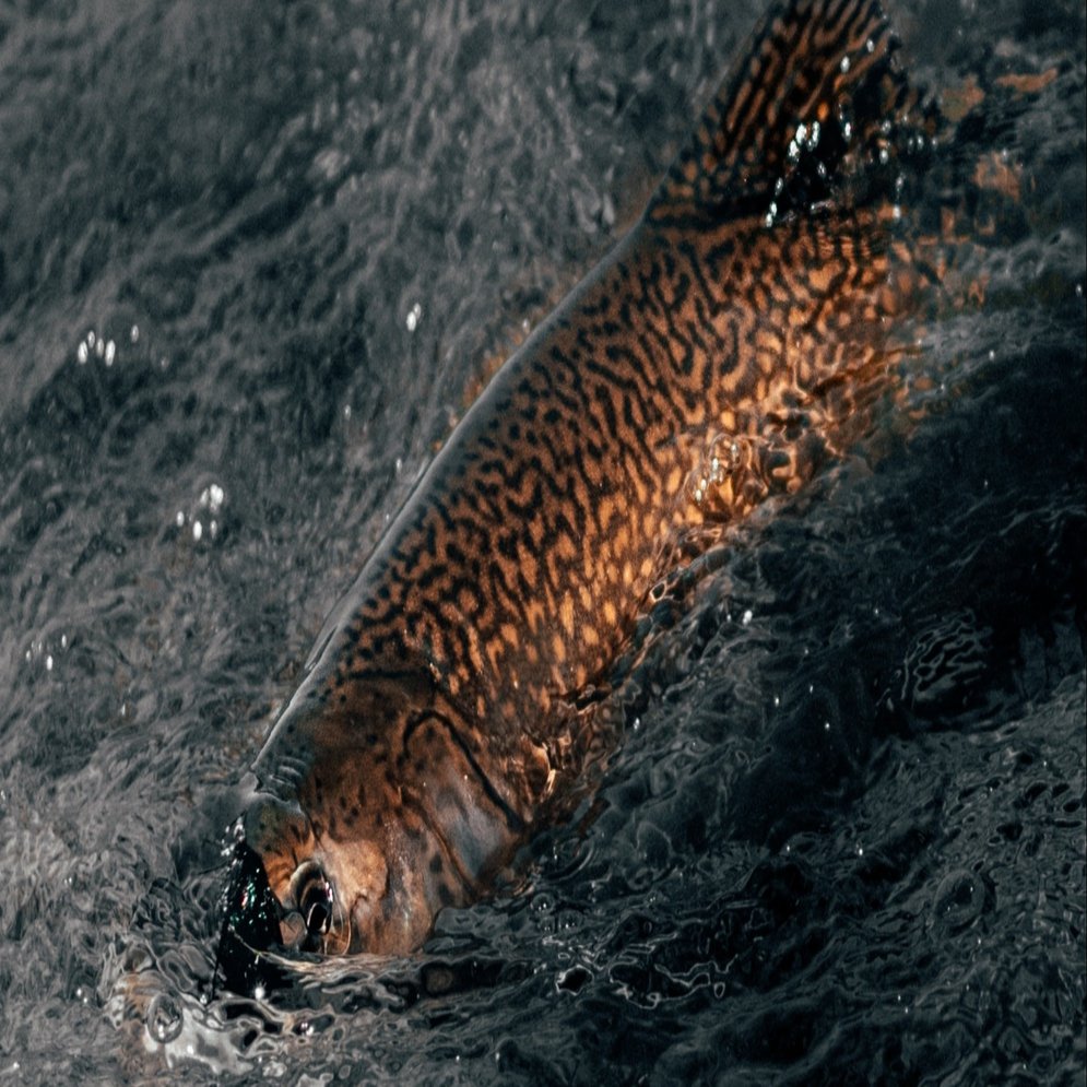 魚をキャッチしたら2分以内に水へ帰してあげよう Nipon Hitode Note