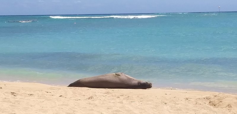 With Me 私と一緒に Meを使ったハワイ語の文法 Kahale Uchi Note