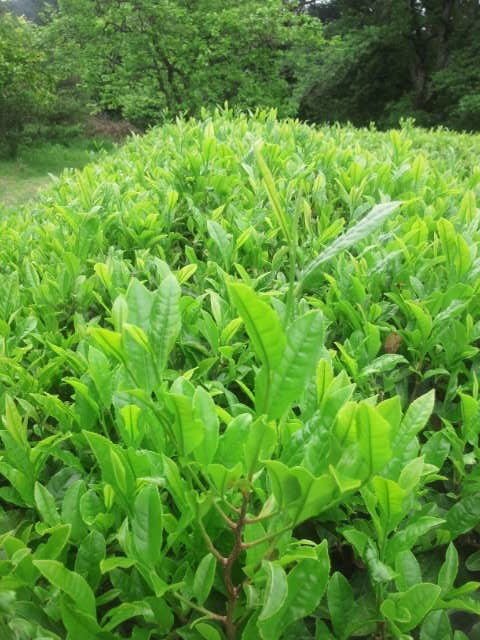 こんにゃくの花とうど茶の葉