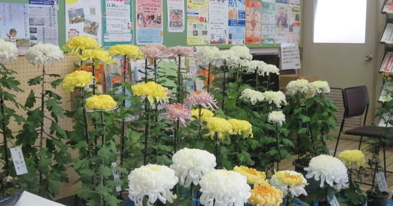 大菊を咲かせる