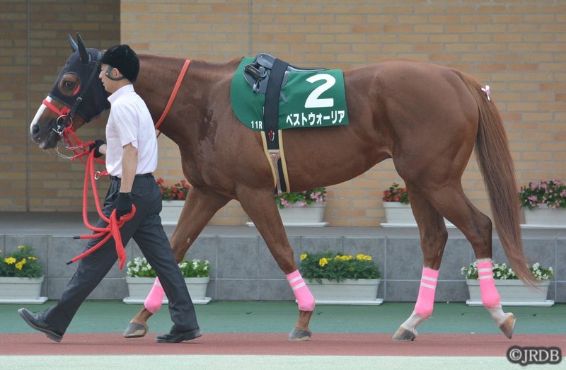 ベストウォーリアプロキオン