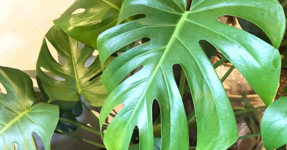 観葉 食虫植物入荷しました Soraniwa Note
