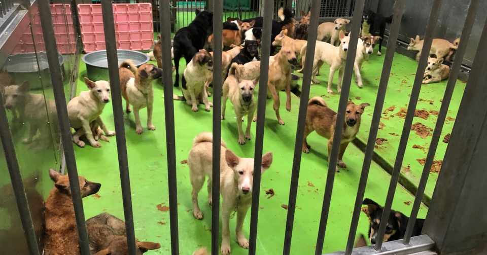 譲渡に向かぬ犬 年度末に集中殺処分 広島県動物愛護センター 1月から方針変更 ピースワンコに広報適正化も要請 樫原弘志 Waterside Laboratory Llc Note