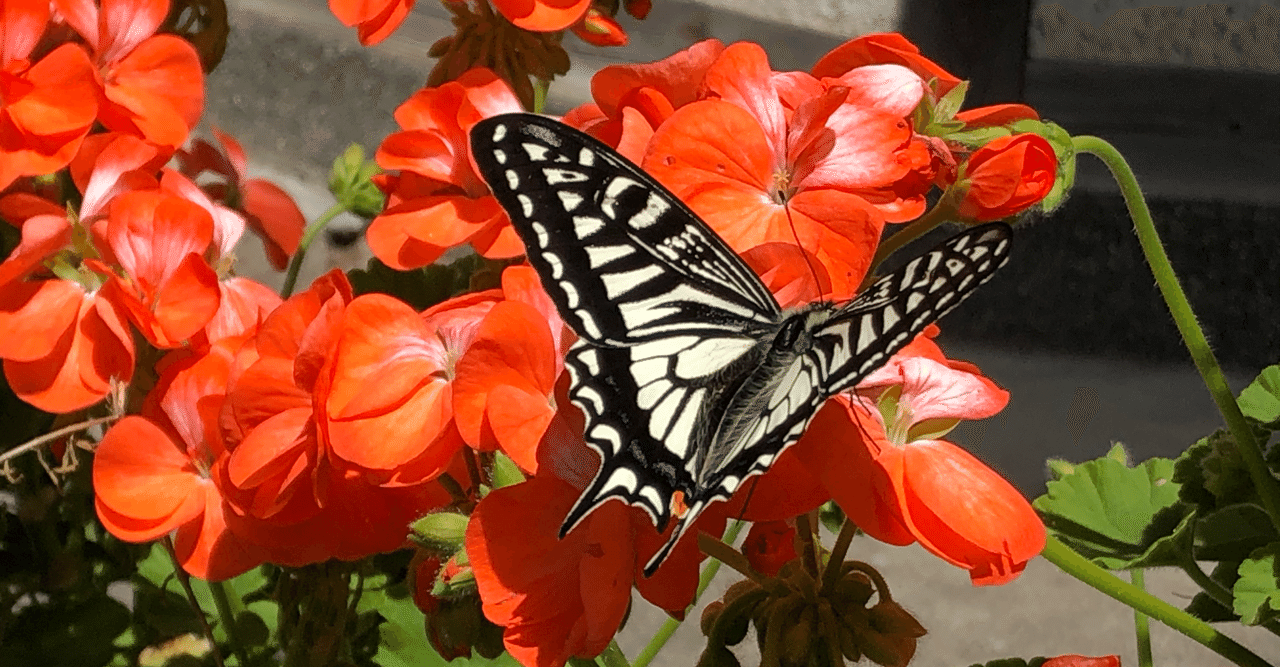 蝶々 スピリチュアルメッセージ 福じぞう Note