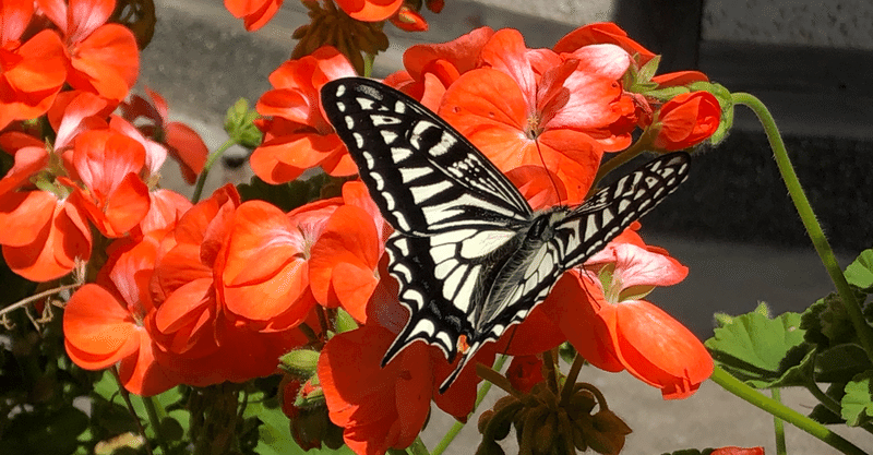 蝶々 スピリチュアルメッセージ 福じぞう Note