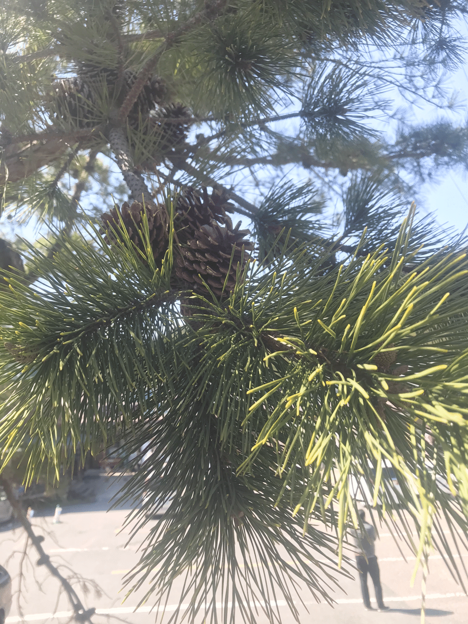 幸せを呼ぶ松の葉っぱの話｜harunire0321