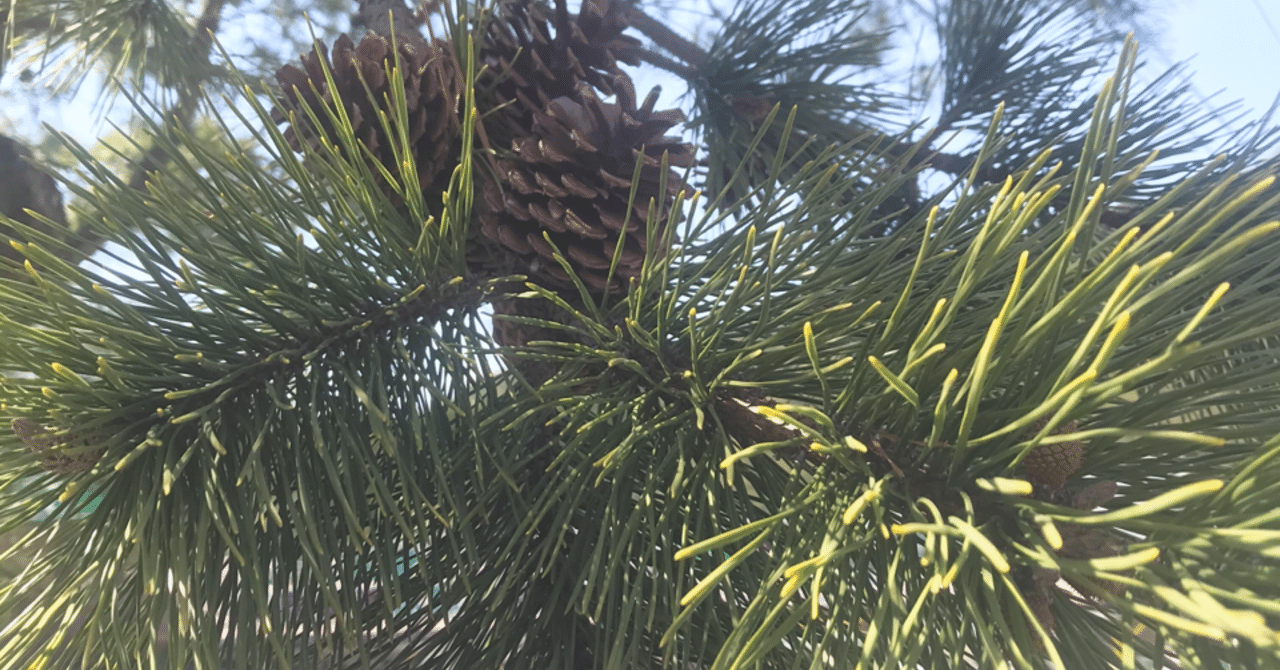 幸せを呼ぶ松の葉っぱの話 Harunire0321 Note