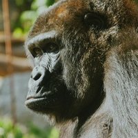 フラスコの中の小人 ホムンクルス とは 漫画 鋼の錬金術師からの学び マナビ研究室 Note