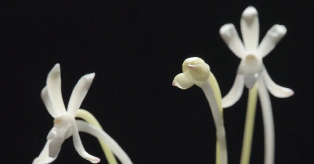 フウラン「山採りA」の花（過去の画像倉庫から）｜KJ Morison