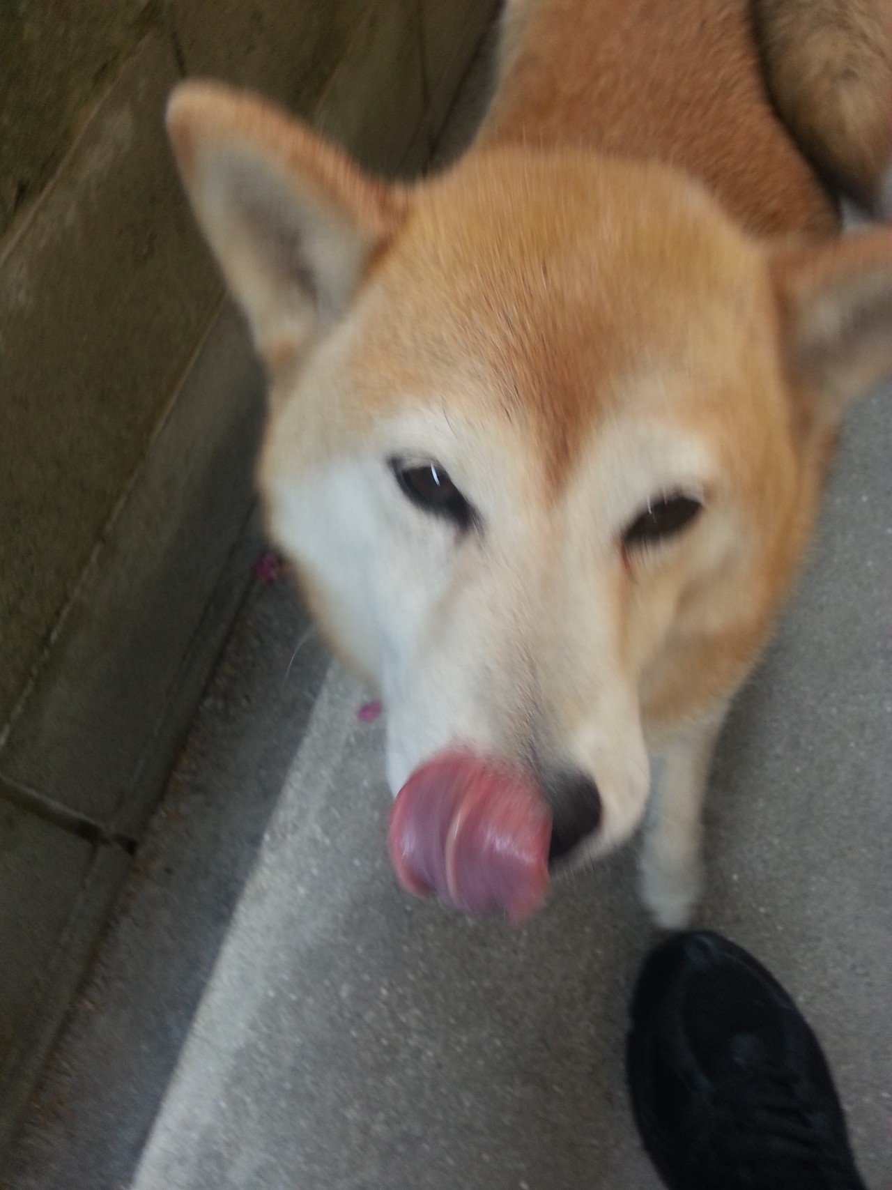 マスコット犬 夢ハウジング陣内 Note マスコット犬 夢ハウジング陣内 Note