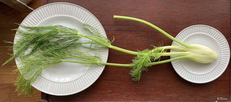 Study52 フェンネルの部位ごとの味比較 野菜labo 田野実 温代 Note