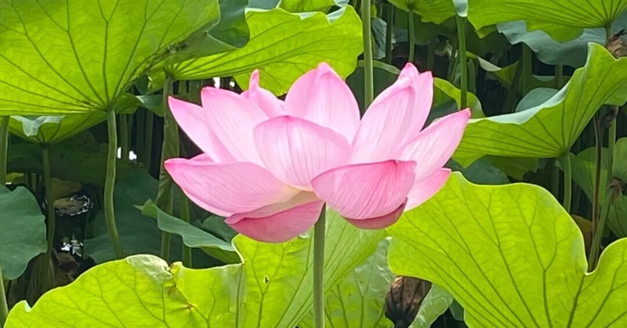 蓮の花と夢｜Harmonious days