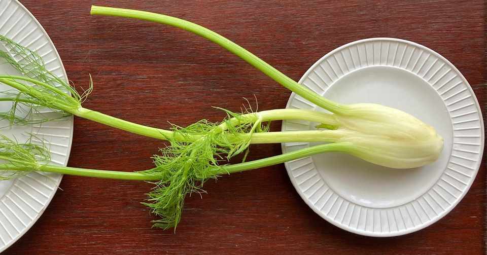 Study52 フェンネルの部位ごとの味比較 野菜labo 田野実 温代 Note
