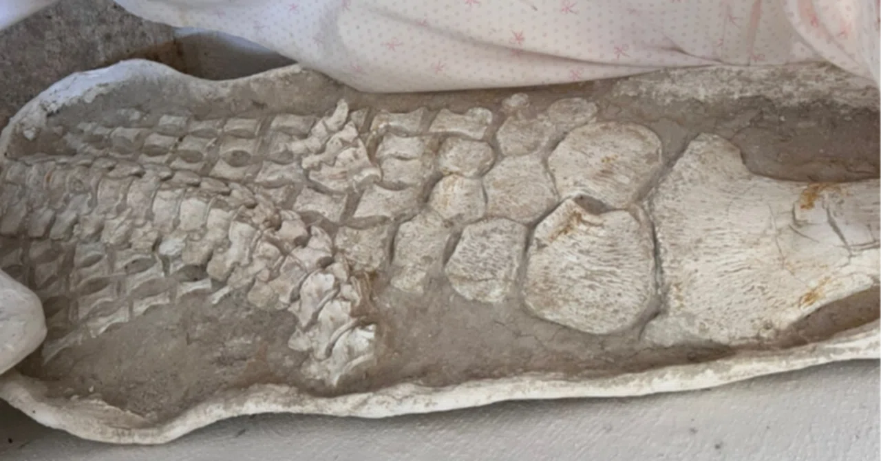 49.ヒレの化石 プレシオサウルス類のパドル ｜【恐竜の化石専門