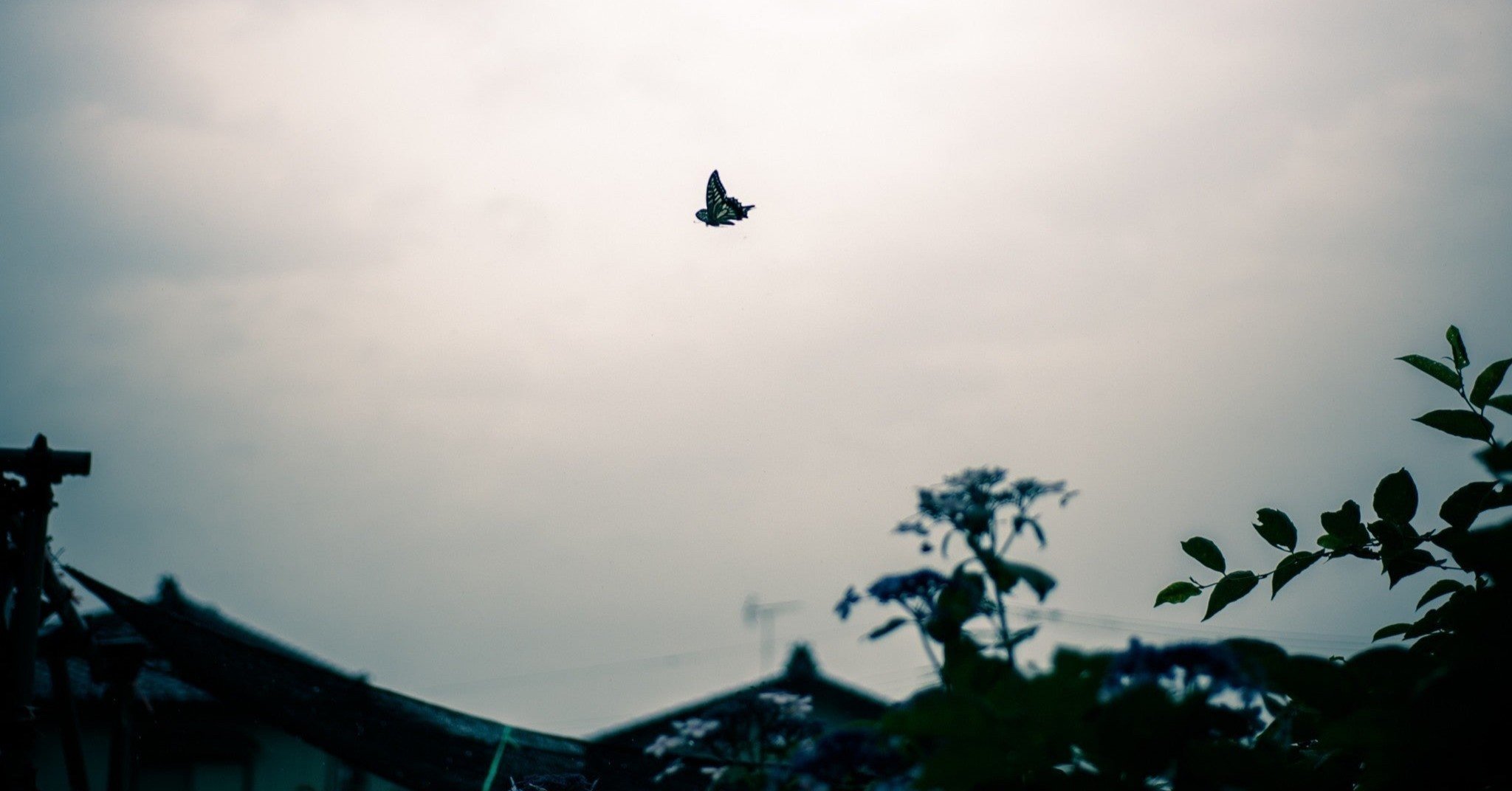 バタフライ・エフェクト 因果によって生じる希望について｜青山涼