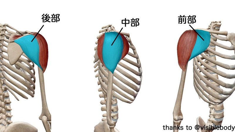 三角筋前部 中部 後部 メロンのような肩の作り方 筋トレ解剖学 せいや アラサー筋トレチャンネル Note