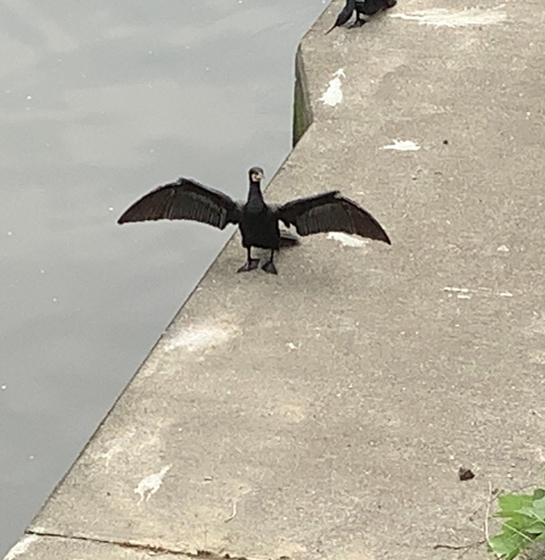 黒い鳥 の新着タグ記事一覧 Note つくる つながる とどける