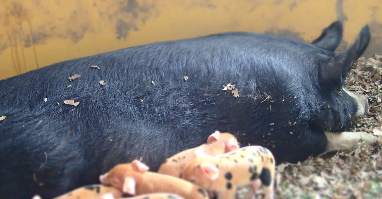 ブタの飼育者vs小さなお肉屋｜suzukinohen