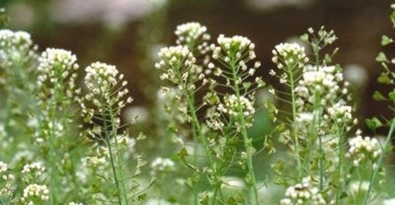 25 ぺんぺん草 ぺんぺん草 食べる Boogazojp