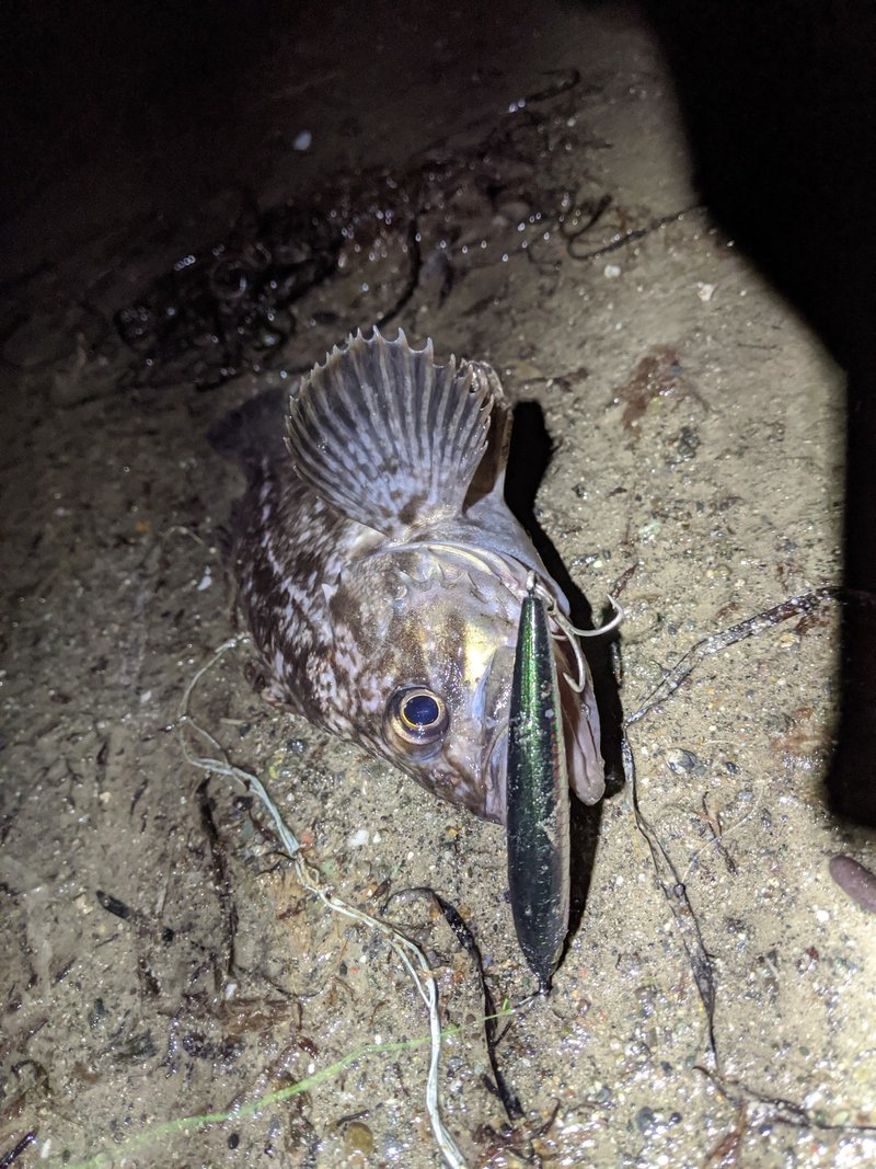 北海道ロックフィッシュ これで釣る にぐらむ Note 北海道ロックフィッシュ これで釣る にぐらむ Note