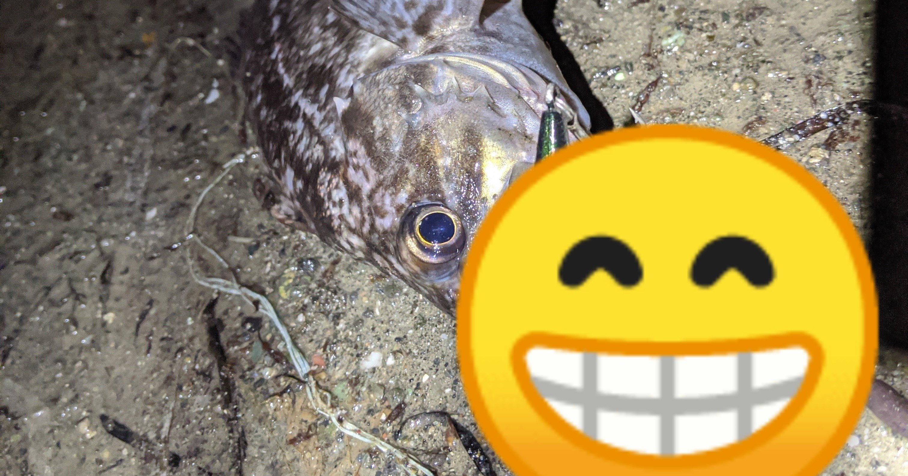 北海道ロックフィッシュ これで釣る にぐらむ Note