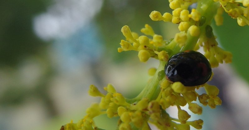 テントウムシにアブラムシを食べてもらう