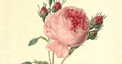 本物より美しいバラの絵｜ahiraga