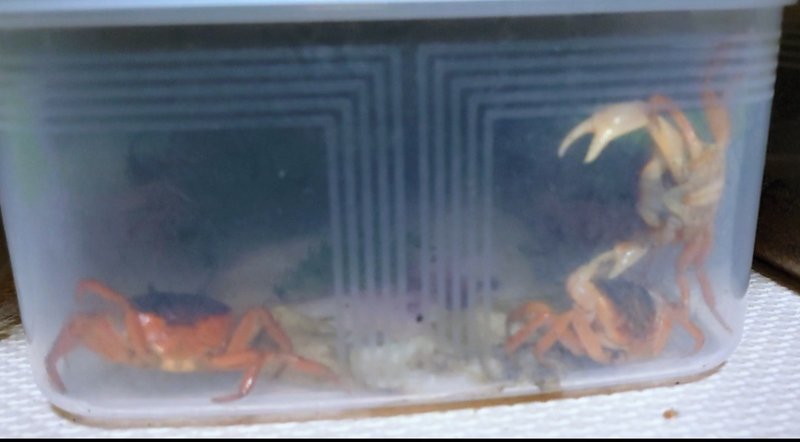 生鮮売り場のサワガニをペットにしました 草声魚語 Note