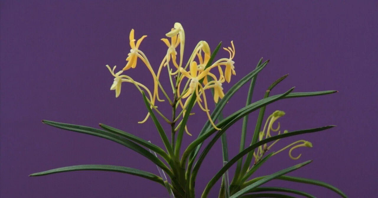 フウラン「山採り（黄花 高知春野産)」の花(過去の画像倉庫から)｜KJ