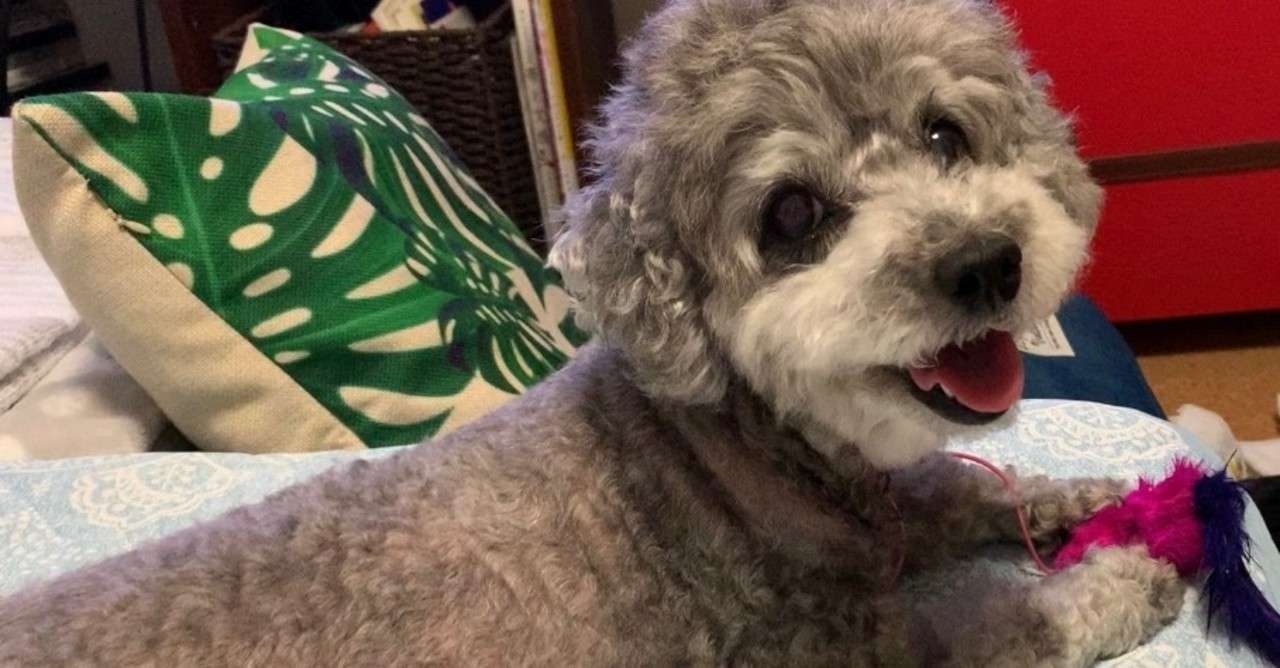 18歳で虹の橋を渡った お兄ちゃん犬 から学んだ事 にこまる Note