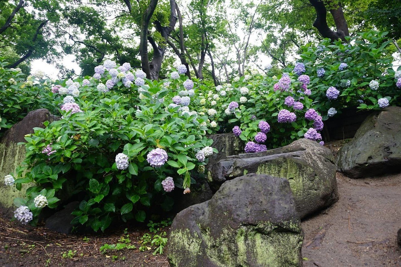 長居植物園 紫陽花 せいじゅ Note