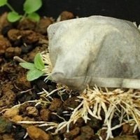 プルメリアに追肥をしてみよう Hoppie Note