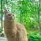 りんご