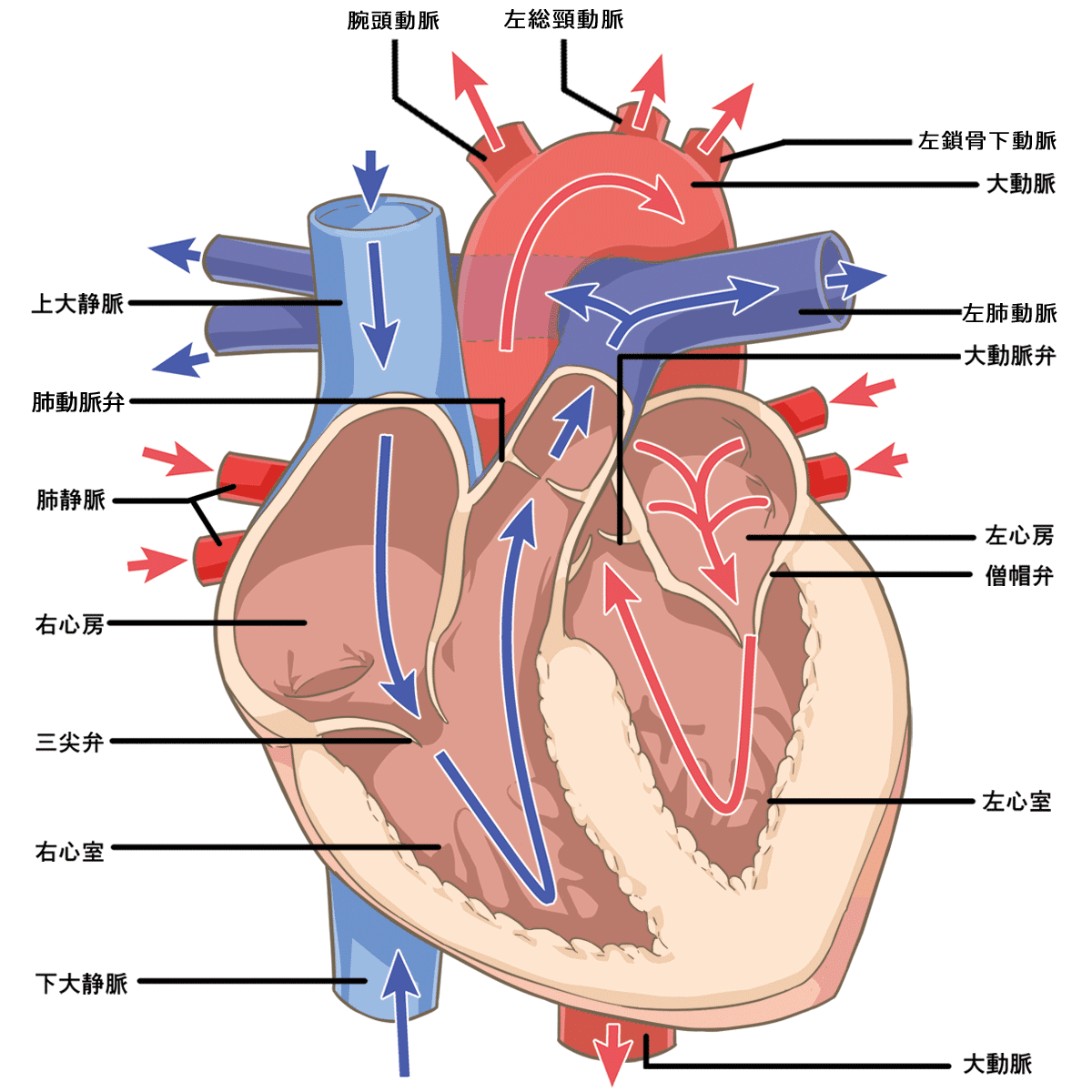 心不全療養指導士 認定試験ガイドブック第4章 心不全の概念、診断