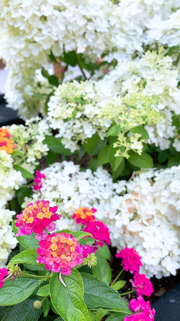 白紫陽花とカラフルなお花 7 3 山本 アヤメ Note